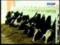 Технологии в молочном скотоводстве Новосибирской области