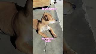 pi perrita #california #humor #perros #mascotas #perrosfelices #canada #madrid #usa #barcelona#texas