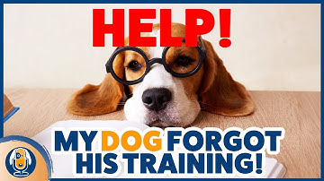 Not Seeing Results In Dog Training? Why Layers Of Learning Lead To Real World Success #307 #podcast