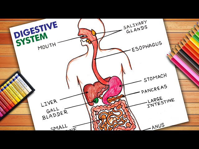 How to draw Human Digestive System labelled diagram | digestive system  diagram easily...draw - YouTube