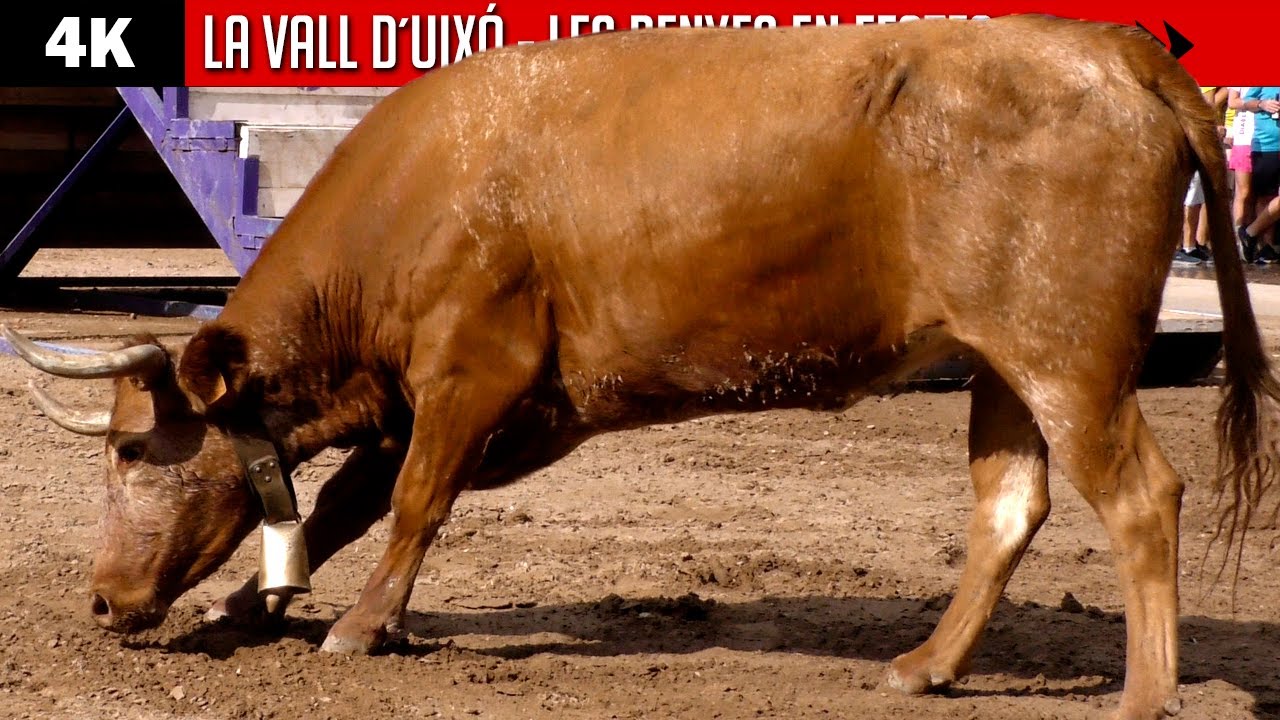 4K ▪ LA VALL D´UIXÓ ▪ Les Penyes en Festes 2023 ▶ Actuación de EULOGIO MATEO