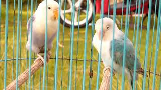 Masteran Lovebird Kekek Durasi Panjang Global King Kompilasi