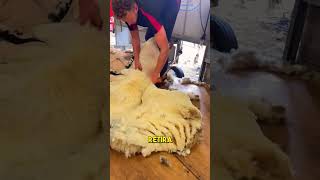 La Forma Más Rápida Y Eficiente De Esquilar Ovejas