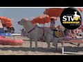 Der Hundestrand in Bibione www.stv1.at