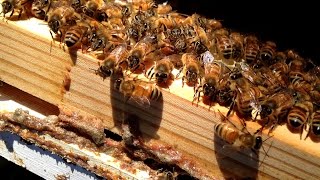 Save Our Bees : Trailer