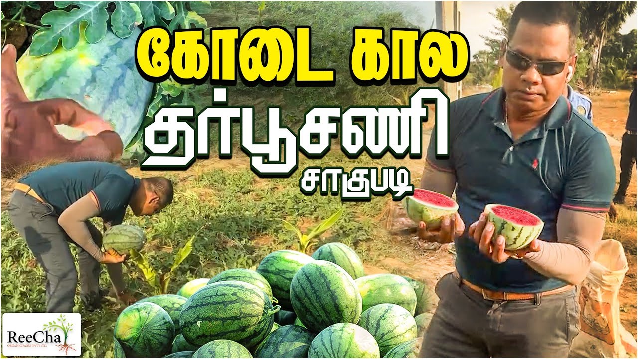 Watermelon Farming in Sri Lanka Vlog Best Farm House in Sri Lanka