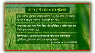 ধানের ব্লাস্ট রোগের লক্ষণ ও প্রতিকার