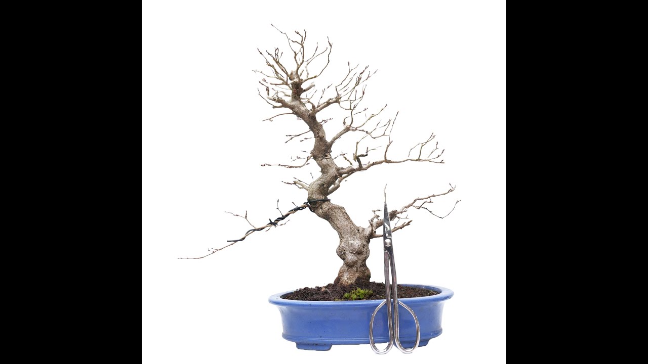 BONSAI DE CARPINUS TURCZANINOVII 2020-63B