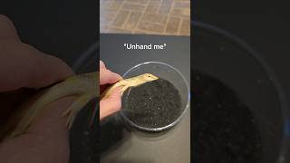 My pet lizard tried to hide from me. #reptiles #pets