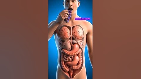 What happens when you eat grapes / 3 D body view.