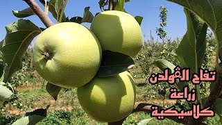 تفاح الڨولدن بالزراعة الكلاسيكة سنتين غرس في مناخ شبه صحراوي golden pommes