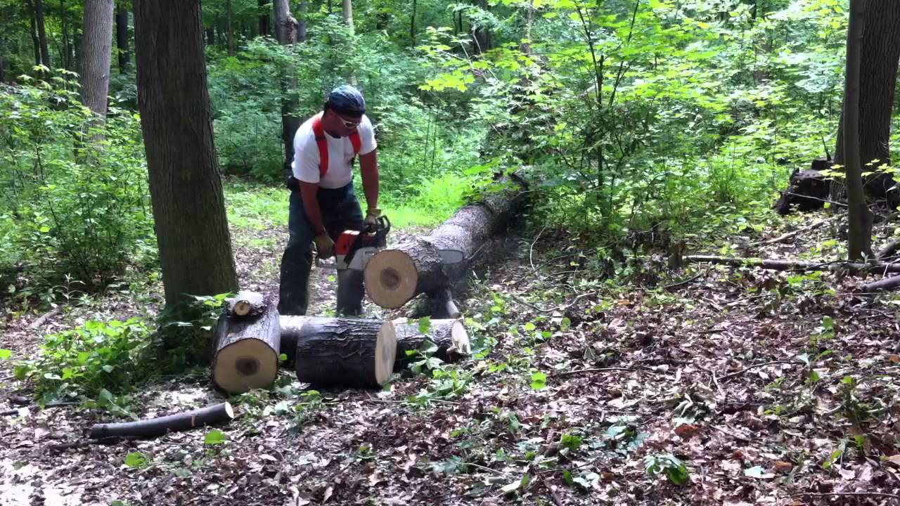 Stihl 036 Pro vs Maple