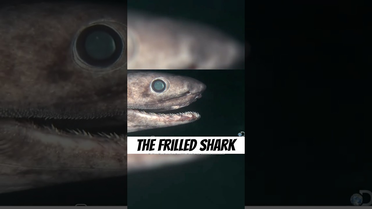 Плащеносная акула — это УЖАС