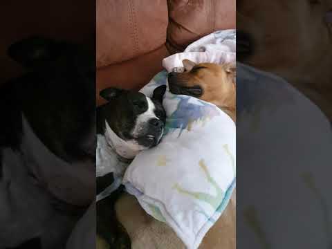 Staffordshire bull terrier best moments/staffy love