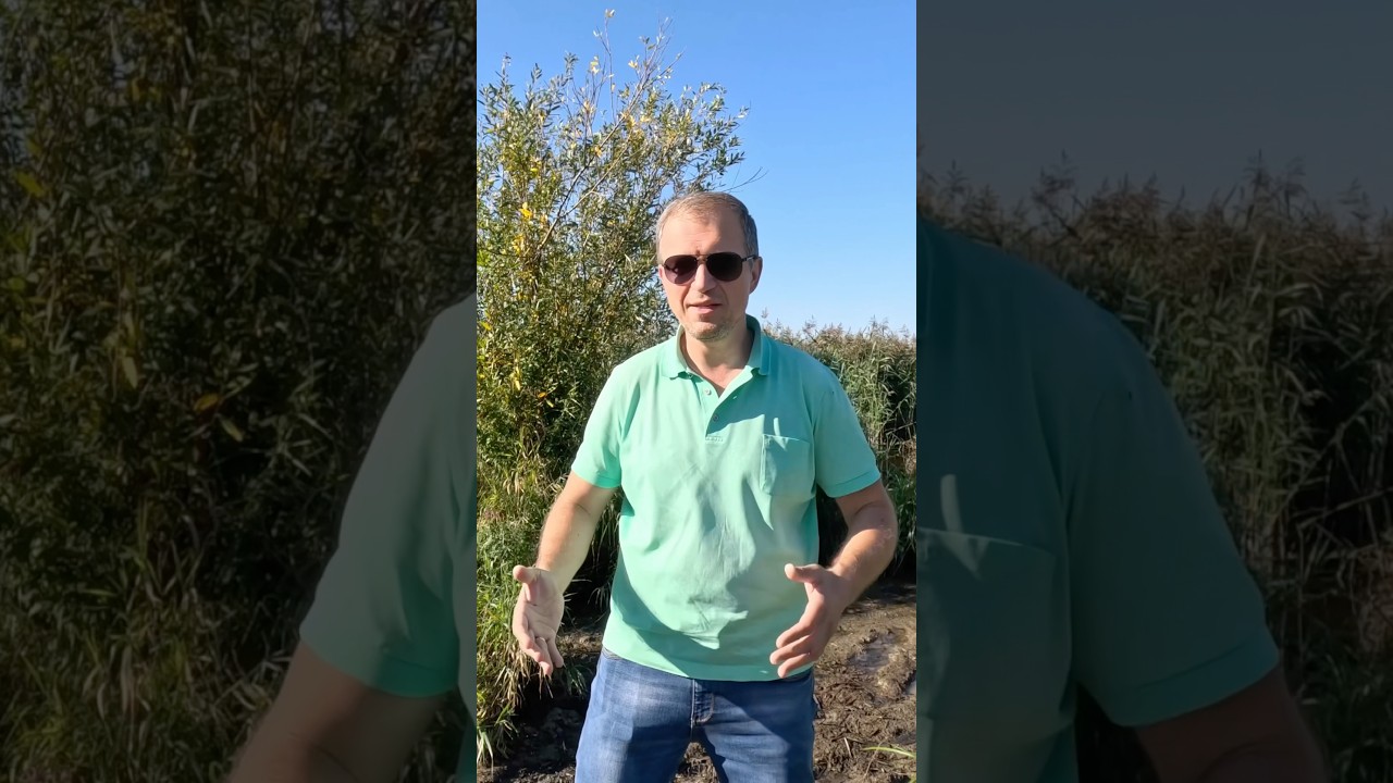 Капустой можно увеличить грудь, а стоит ли?