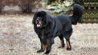 THE TIBETAN MASTIFF DOG  IF WORLD’S STRONG DOG DANGEROUS WITH KIDS