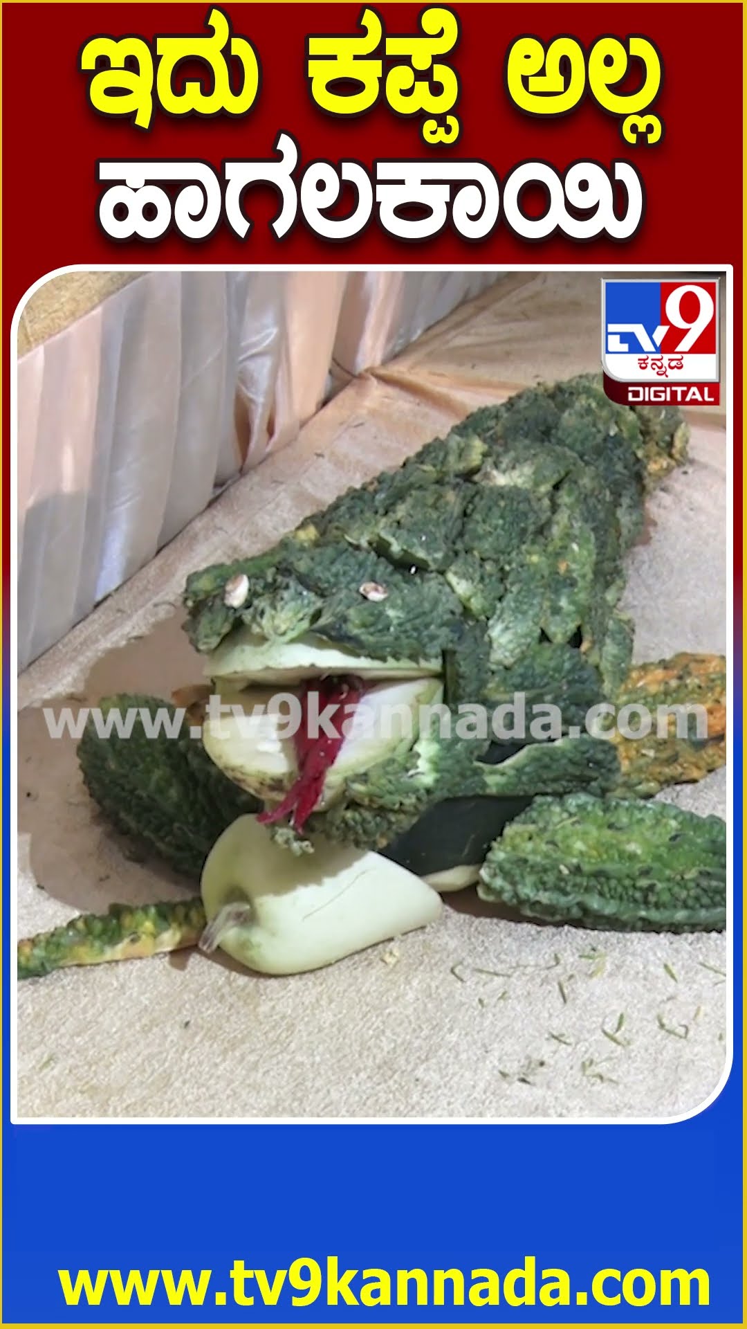 ಇದು ಕಪ್ಪೆ ಅಲ್ಲ ಹಾಗಲಕಾಯಿ #Vegetables #Tv9D