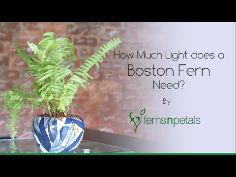 Βίντεο: Boston Fern Light Needs - Light Requirements For Boston Ferns