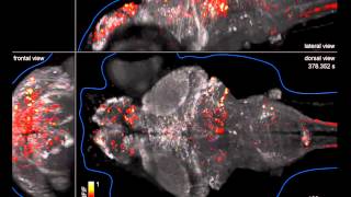 Zebrafish GCaMP Brain Map