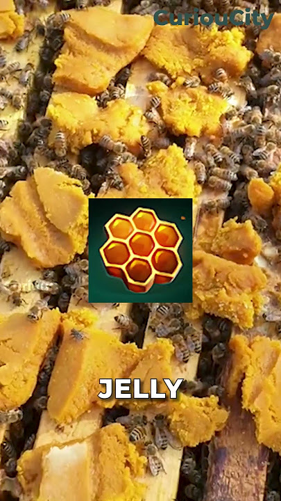 How Beekeepers Mass-Produce Queen
