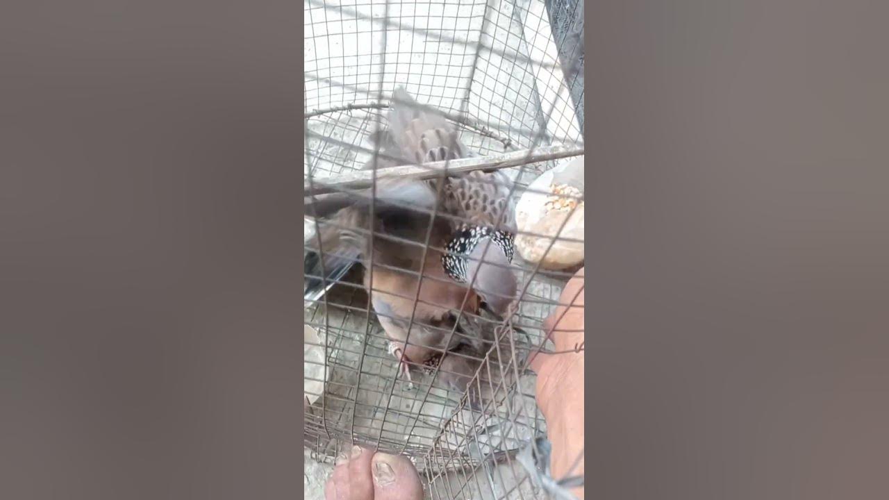 proses perkawinan tekukur - YouTube