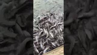 fish farming best earning money #fishing #aquaculture #fishfarming