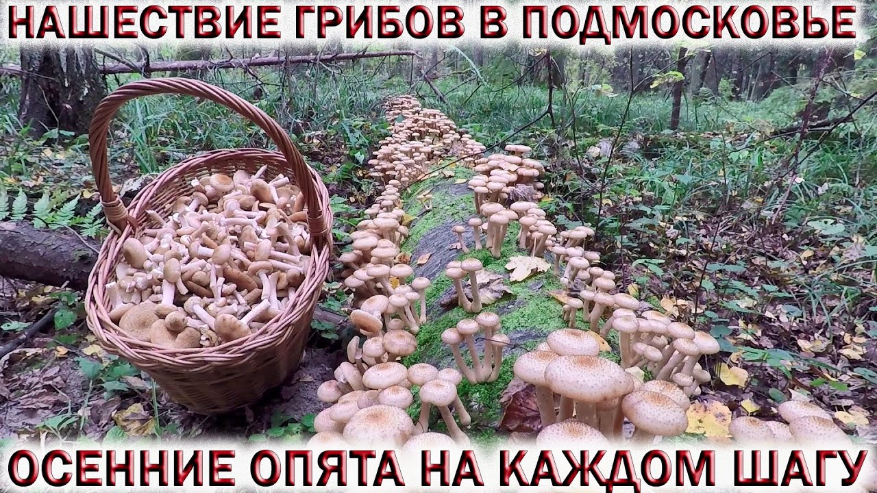❗ГРИБНИК ОСТОЛБЕНЕЛ УВИДЕВ СТОЛЬКО ГРИБОВ.💥МИЛЛИОН ОСЕННИХ ОПЯТ в ПОДМОСКОВЬЕ👉ГРИБЫ на КАЖДОМ ШАГУ!