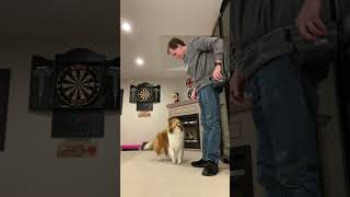 50 Tricks in 50 Days  Day 48 'Hoop' ⭕ Like & Sub on Cricket 'the sheltie' Chronicles