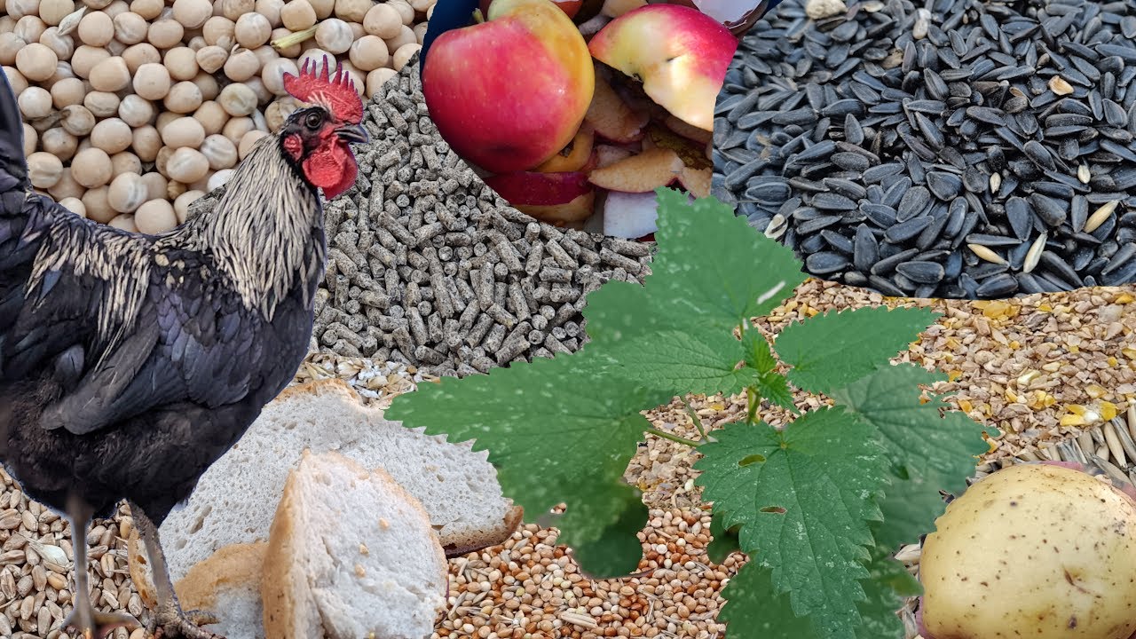 Die richtige Fütterung bei Hühnern | Alles zum Thema Hühnerhaltung