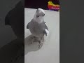 تغريدة ذكر كوكتيل وايت فيس