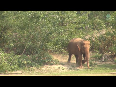 Elephant Walk From The Forest To Show How Happy She Is In The River - ElephantNews