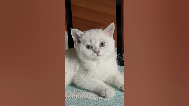 Video 10810761: british cat kitten, british white cat, british cat animals