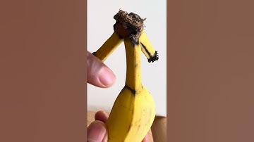 How to Peel a Banana Like a Monkey