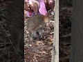 Кенгуру с кенгурёнком в Австралии