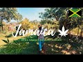 JAMAICAN RASTA SHOWS HIS YARD - REAL JAMAICAN RASTAFARM DOKU 2019 🇯🇲💚