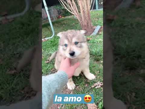 Video: Elija la mejor comida para su perro