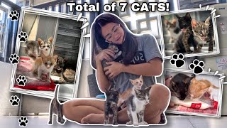 Rescued 5 More Cats Road To Cat Mom Na Ba? Sai Datinguinoo