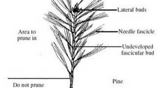 Pruning Evergreen Trees