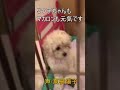 #トイプードル #夏樹陽子 #赤ちゃん 夏樹陽子の愛犬マカロンの子ども成長日記