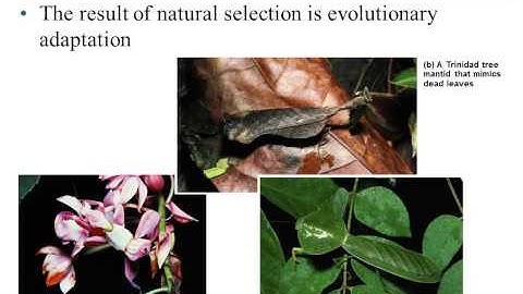 Bio 112 Chapter 13 (Part 1): How Populations Evolve