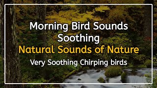 Calming Morning Forest Birds Chirping - Summer Day Ambience, Voice of the Cuckoo and Buzzing Bees