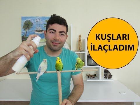 Video: Kuşlarda Aerosol Zehirlenmesi