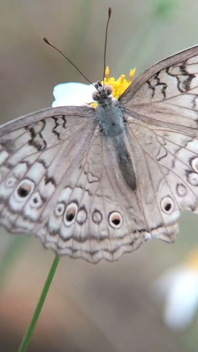 #flowers #naturephotography #butterflytypes