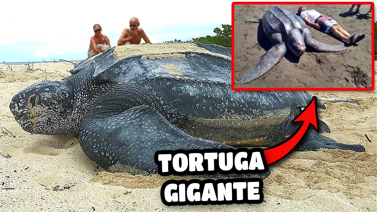 Que tipo de tortuga tengo