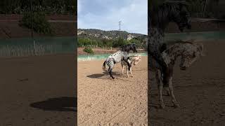 Horse Flips over While Playing with Another