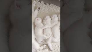 #cute #catlover #cutecat #funnyvideo #love #cat #funnycats #cats #lovely #fannyanimals