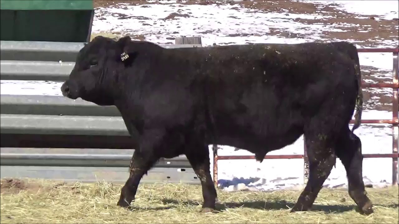 angus tasty Connealy Angus Lot 5