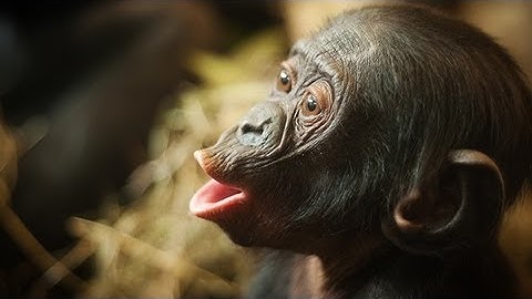 Ape and Human Babies Use the Same Gestures