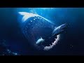 Мегалодон самая большая акула.Интересное видео 100%