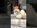 什么声音😂 #貓咪日常 #ねこ #cat #猫咪 #kitty